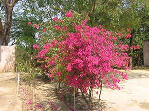 Janice Tait first trip to India Image